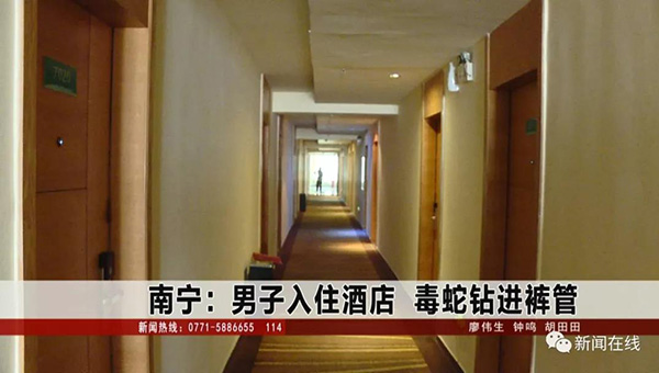 男子入住酒店致电前台求助:裤管掉出条银环蛇