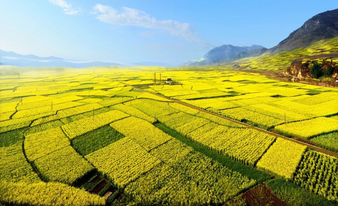 西安周边这处油菜花已经开了,约