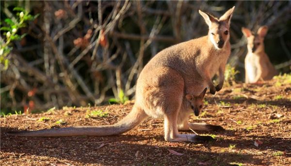 澳大利亚旅游千万别喂袋鼠 因为它们有开膛的力量