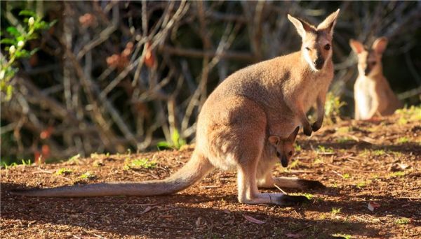 澳大利亚旅游千万别喂袋鼠 因为它们有开膛的力量