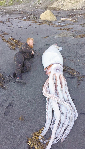 海边偶遇 巨型乌贼身长4.2米