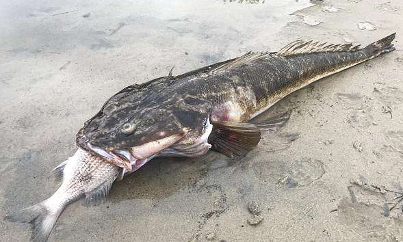 澳海滩惊现巨型扁头鱼尸体 被小鱼噎死双目圆