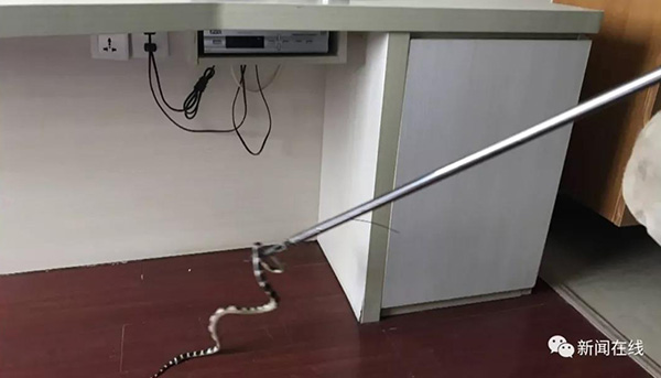 男子入住酒店致电前台求助:裤管掉出条银环蛇