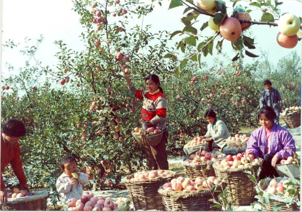 【家庭档案中的改革开放40年】奋进年代,苏北