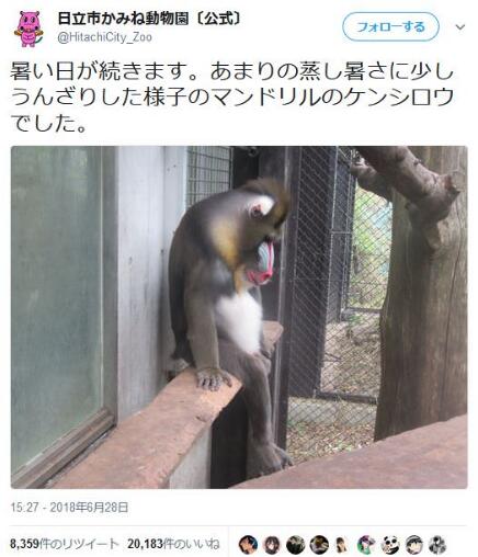 日动物园这只“美猴王”被热瘫了 却获5万多点赞