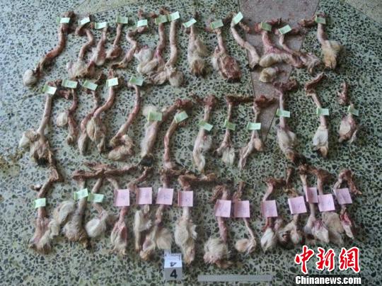 专案组查封疑似鹿鞭制品，提取鉴定照片。吉林省森林公安局供图