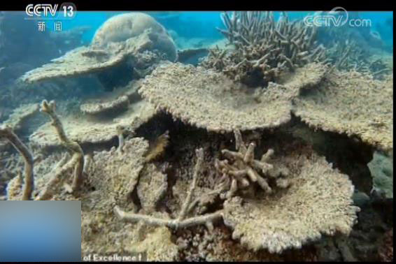 海洋温度不断升高，还导致珊瑚赖以生存的海藻减少，许多地区的珊瑚出现大规模的白化现象