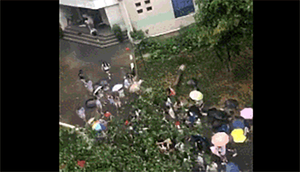 暴雨吹倒大树砸中男老师 几十名女大学生抬树救人