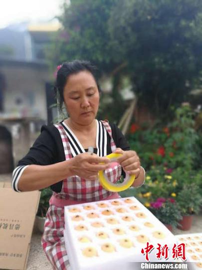 杨再平为枇杷装箱。 钟欣 摄