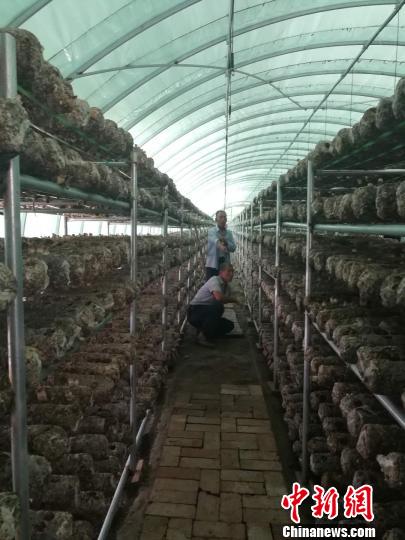 村民在查看香菇长势。 范丽芳 摄