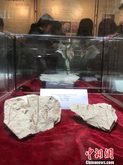 图为本次展出的化石。 杨颜慈 摄