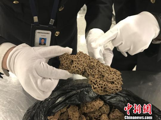 成都在非洲入境航班同时查获活体蚂蚁和象牙制品