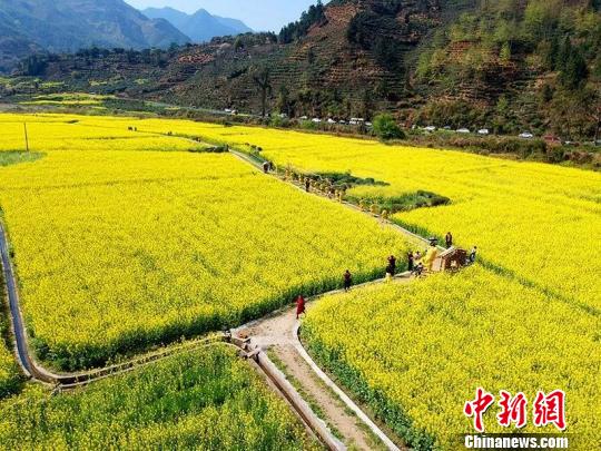 31日,安徽省休宁县板桥乡油菜花节开幕,图为当地的油菜花海。 樊成柱 摄