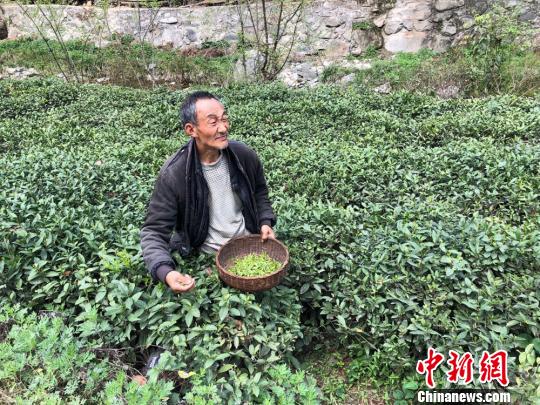 图为茶农采茶。 徐雪 摄