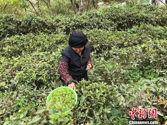 图为茶农采茶。 徐雪 摄