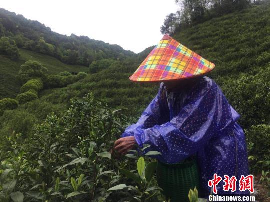 图为茶农在茶园采茶 孔雁婷 摄