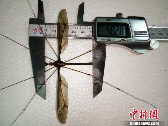 四川发现巨型蚊子个体 翅展长度达11.15厘米 四川发现巨型蚊子个体 翅展长度达11.15厘米