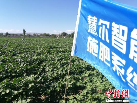 呼图壁县大丰镇农民在地里查看施肥系统。王小军 摄