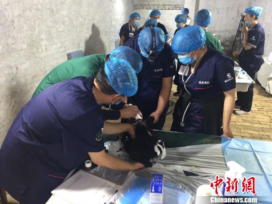 图为兽医师专家和学员正在为西宁市流浪动物救助站的流浪狗进行绝育手术。 张海雯 摄