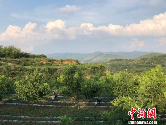 根据西流南村股份经济合作社与村民确定的分配方案,合作社向村民每人每年保底分红630元,对于合作社土地净利润,西流南村集体保留30%发展公益事业,剩余70%按村民股份分红,村民还可以在合作社打工,获得每天50元至60元的收入。 李庭耀 摄