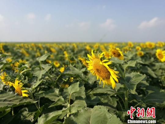 曾经的沙地荒滩已变成生态绿岛。 钟升 摄