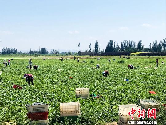 宁夏成供港蔬菜“明星产区”