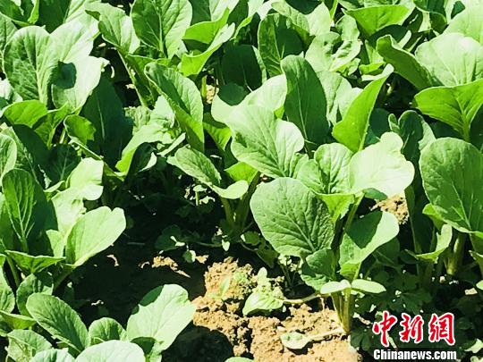 宁夏成供港蔬菜“明星产区”