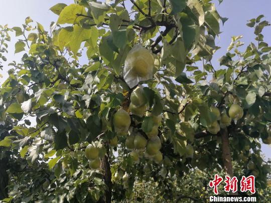 阜城县霞口镇刘老人村的百年梨树硕果累累。 王鹏 摄
