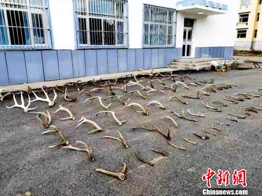  图为森林公安查获的鹿角。桑周太 摄