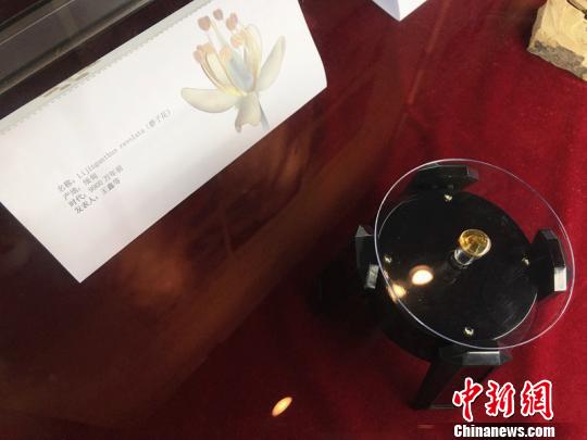 图为琥珀中的静子花。 杨颜慈 摄