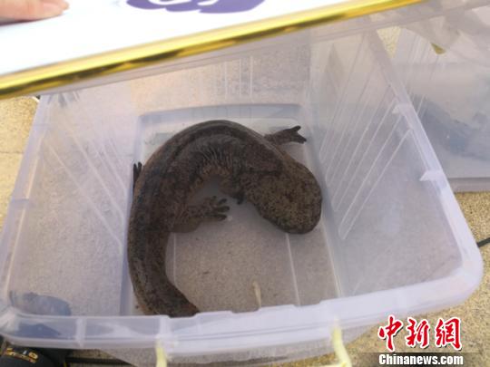 圖為被布施病愈的野生大鯢,等候放歸棲息地。 楊娜 攝