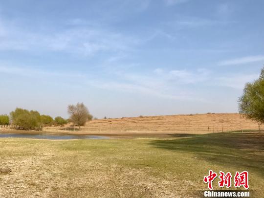 通讯:黄沙变黄金 中国毛乌素沙地上建起牧民“绿色银行”