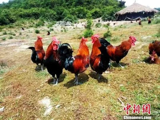  贵州省福泉市仙桥乡的山地草棚鸡养殖。福轩　摄