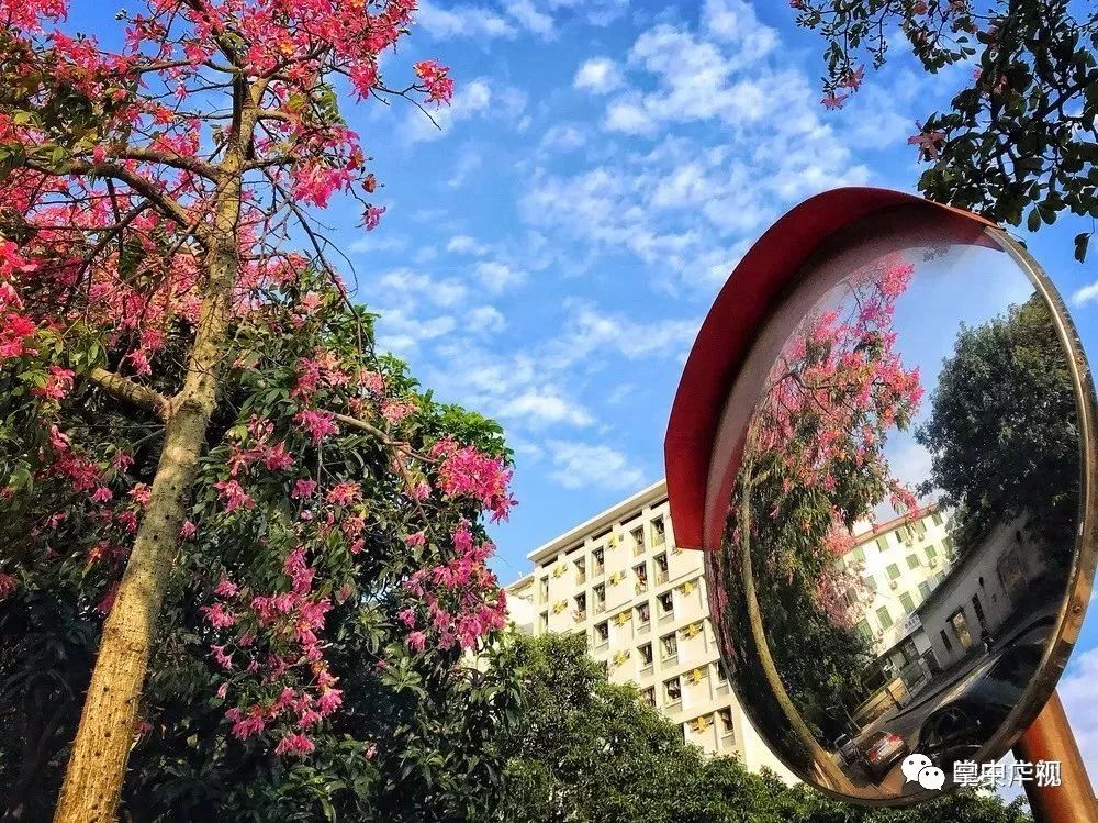 美爆了！1月的广州竟是这样的……128G内存都不够拍！