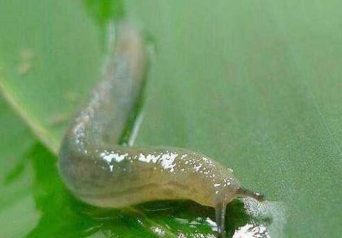 农村人最讨厌的4种恶心生物 你见过也一定会讨