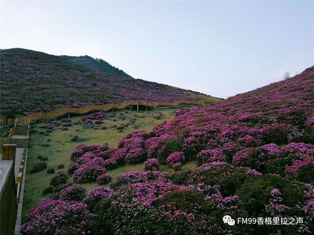 待到山花烂漫时请到禄劝马鹿塘|杜鹃花海|杜鹃|马鹿塘_新浪网