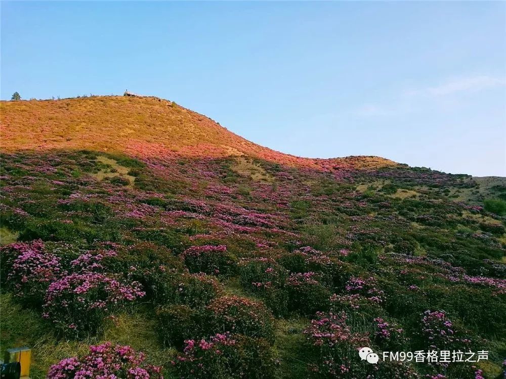 待到山花烂漫时 请到禄劝马鹿塘