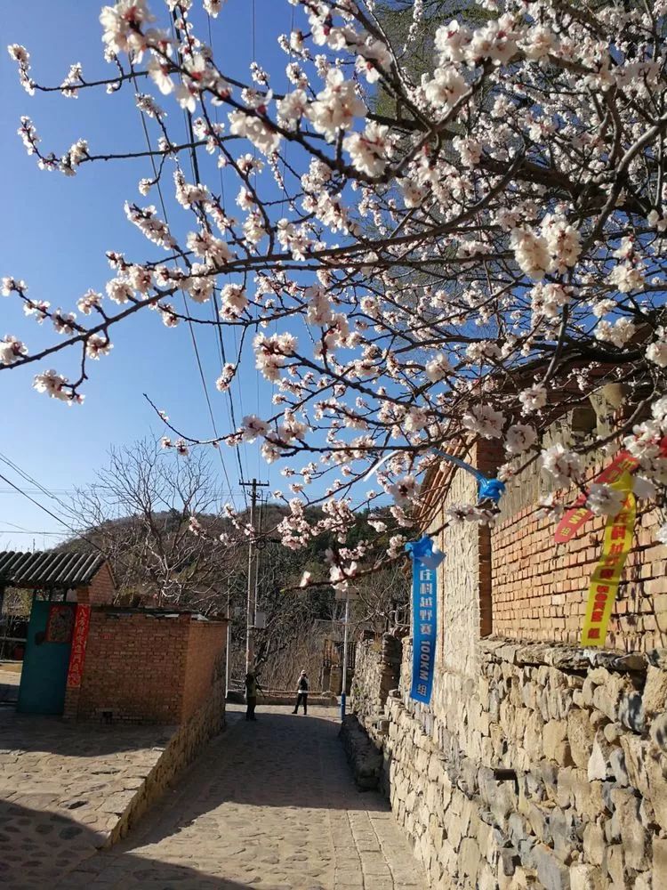 庄科村人口_绯村剑心真人(3)