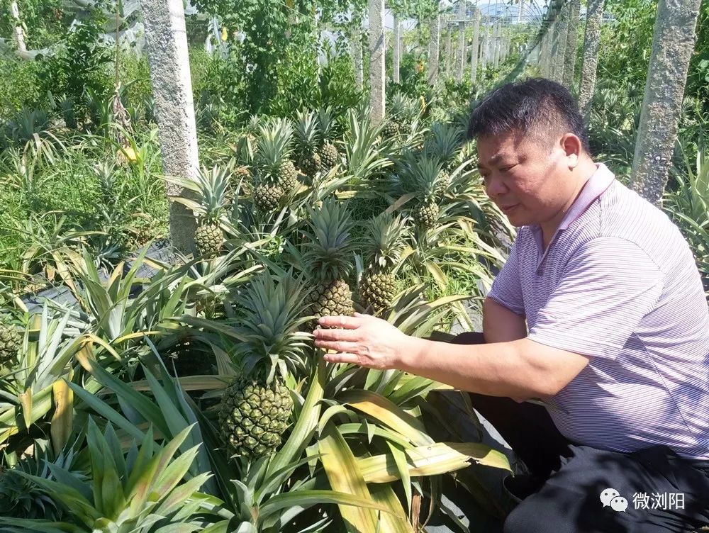 凤梨、火龙果、黄桃…浏阳18种夏日水果齐亮