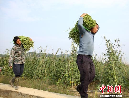 村民将采摘的豆角扛出豆角地。 朱柳融 摄