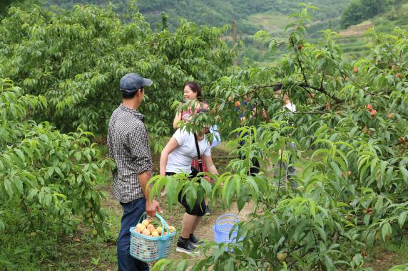 合川:双凤镇的生态桃子又熟了 这一次不要钱吃