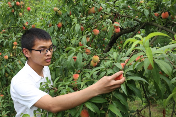 合川:双凤镇的生态桃子又熟了 这一次不要钱吃