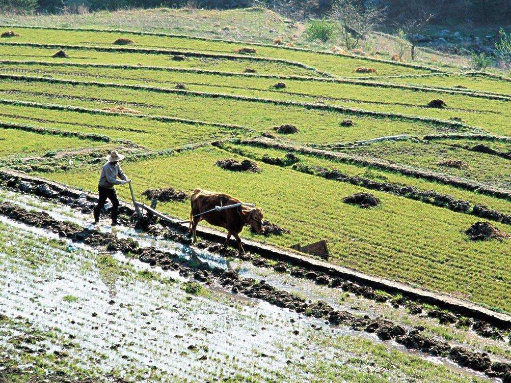 耕地占补平衡再出新规,以后有钱就能有地?