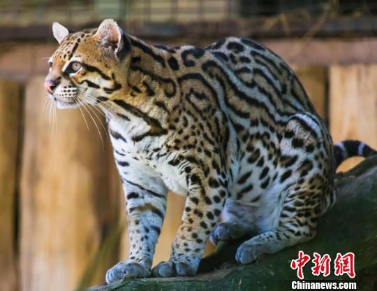 美国环基与武汉市投入打造的路线博物馆联合设计图迷宫自然图片