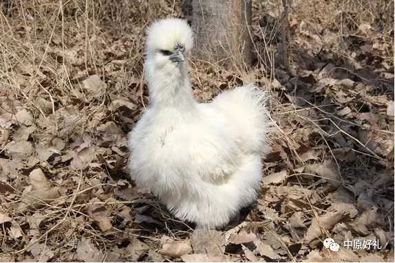 【约,大淇县!】第一书记邀您鹤壁淇县看看