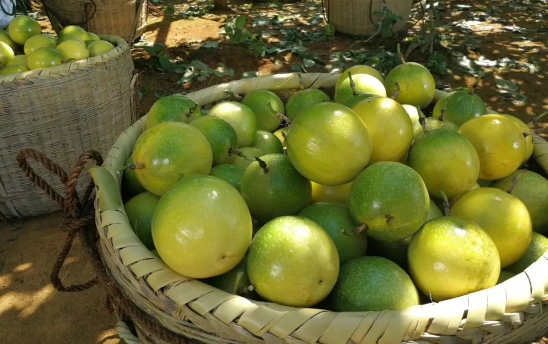 夏天晒黑不用哭!维C含量=18个橙子,一天一个,