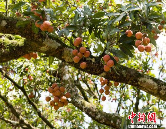 古树鲜荔 张坤玲 摄