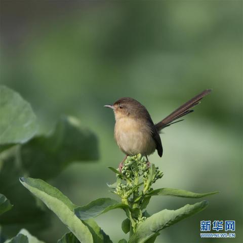 一只小鸟在油菜花枝头上停歇(2月15日摄 新华社记者梅永存摄