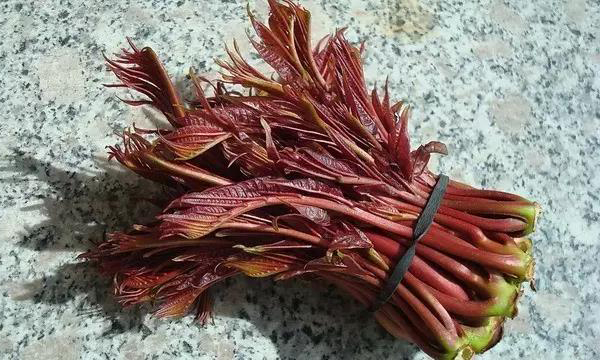 踏春:蒌蒿满地芦芽短 正是采摘野菜时