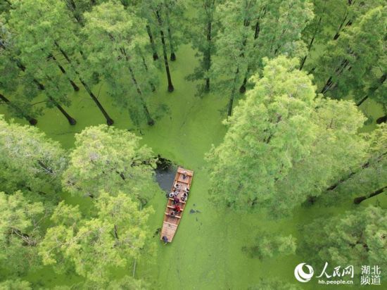 武汉涨渡湖湿地:水上森林风景如画